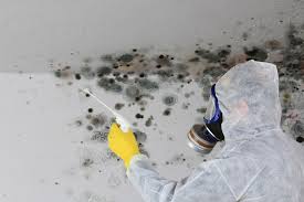 Why You Should Choose Our Mold Remediation Services in Prosperity, SC